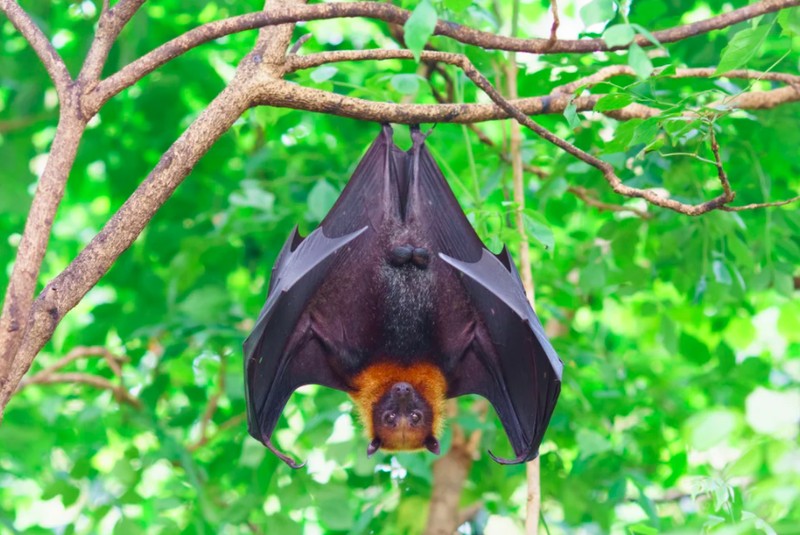 kelelawar