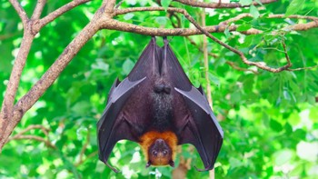 Ada kelelawar berekor Meksiko yang dapat mencapai kecepatan 97 km/jam dan terbang hingga 420 km setiap malam. Foto: Ilustrasi via Brainberries