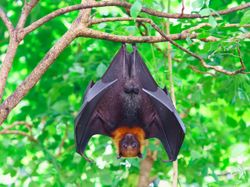 Fakta-fakta Luar Biasa tentang Kelelawar