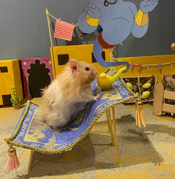 Di Instagram, kamu bisa melihat ragam pose hamster-hamster lucu ini. Mereka seperti manusia mini versi hamster dan sangat menggemaskan. (harcourt_hammies/Instagram) Di Instagram, kamu bisa melihat ragam pose hamster-hamster lucu ini. Mereka seperti manusia mini versi hamster dan sangat menggemaskan. (harcourt_hammies/Instagram)