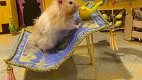 Di Instagram, kamu bisa melihat ragam pose hamster-hamster lucu ini. Mereka seperti manusia mini versi hamster dan sangat menggemaskan. (harcourt_hammies/Instagram)