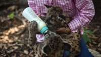 Puma di Amerika memiliki bintik-bintik bilat di bulu mereka, nantinya akan memudar secara bertahap. (AFP)