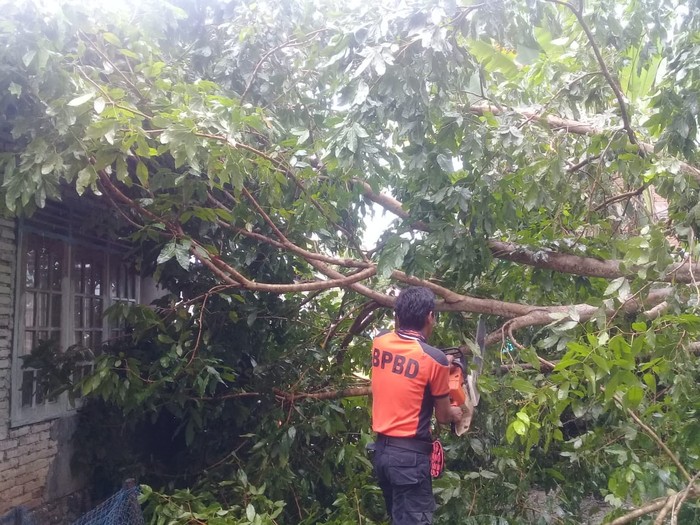 Pohon tumbang di Agam (Jeka-detikcom)