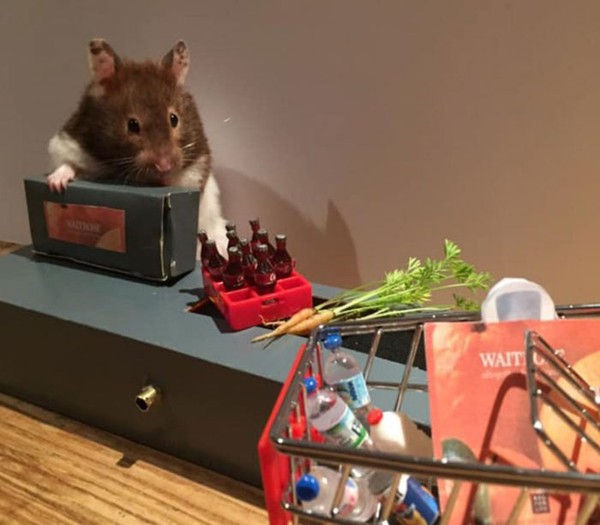 Hasil foto Max dan lulu yang terlihat menggemaskan membuat Beverly semangat untuk membuat ragam properti lulcu untuk hamster mereka. (harcourt_hammies/Instagram) Hasil foto Max dan lulu yang terlihat menggemaskan membuat Beverly semangat untuk membuat ragam properti lulcu untuk hamster mereka. (harcourt_hammies/Instagram)