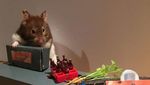 Foto: Ragam Parodi Manusia Saat Lockdown oleh Hamster