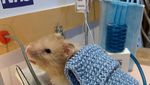 Foto: Ragam Parodi Manusia Saat Lockdown oleh Hamster