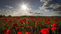 Hamparan bunga poppy terlihat bermekaran di Frankfurt, Jerman.