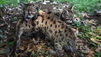 Menurut dokter hewan di kebun binatang, kelahiran puma kemungkinan disebabkan oleh tidak adanya pengunjung yang datang. Sehingga tidak ada tekanan dari orang lain. (AFP)