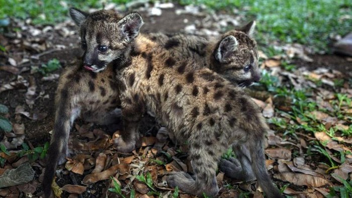 Puma lahir dengan nama Pandemic dan Quarantine
