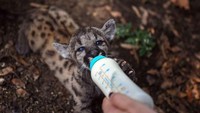 Puma dikenal sebagai hewan yang telah punah di beberapa negara termasuk Amerika Serikat (AFP)