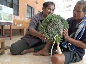 Kata Netizen Soal Analisa Panci Roy Suryo dan Orang Thailand Sembah Nanas