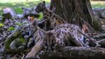 Pandemic dan Quarantine, Dua Bayi Puma di Kebun Binatang Meksiko