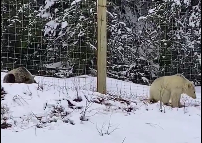 Beruang Grizzly Putih