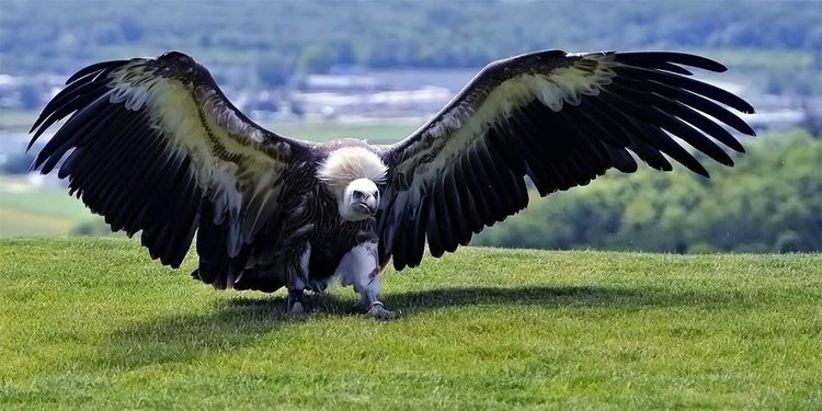 argentavis argentavis