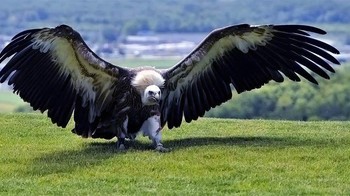 Usia Argentavis berkisar antara 50 hingga 100 tahun. Sebagai perbandingan, rentang usia burung berumur panjang seperti burung unta adalah 50-70 tahun dan burung beo adalah 80-120 tahun. Foto: Dinoanimals.com