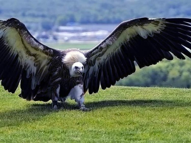 Fakta Burung Raksasa yang Pernah Menghuni Bumi