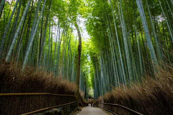 Hutan Bambu Arashiyama diyakini sebagai sumber inspirasi salah satu latar di film Princess Kaguya. Hutan yang terletak di Kyoto ini tak hanya terkesan alami tetapi juga menghadirkan suasana mistis dan misterius yang menggambarkan perjalanan Kaguya dalam menemukan identitas dirinya. (Foto: iStock) Hutan Bambu Arashiyama diyakini sebagai sumber inspirasi salah satu latar di film Princess Kaguya. Hutan yang terletak di Kyoto ini tak hanya terkesan alami tetapi juga menghadirkan suasana mistis dan misterius yang menggambarkan perjalanan Kaguya dalam menemukan identitas dirinya. (Foto: iStock)