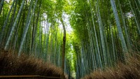Hutan Bambu Arashiyama diyakini sebagai sumber inspirasi salah satu latar di film Princess Kaguya. Hutan yang terletak di Kyoto ini tak hanya terkesan alami tetapi juga menghadirkan suasana mistis dan misterius yang menggambarkan perjalanan Kaguya dalam menemukan identitas dirinya. (Foto: iStock)