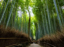 Penampakan Beruang Muncul di Hutan Bambu Arashiyama, Warga Jepang Was-was