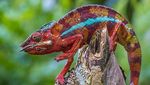 Ini 9 Alasan Madagaskar Jadi Destinasi Wisata Menarik di Dunia