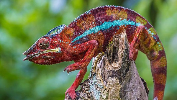 Madagaskar adalah rumah bagi serangkaian keindahan alam unik yang menakjubkan, dan Taman Nasional Andasibe-Mantadia menawarkan salah satu peluang terbaik untuk melihat keanekaragaman dan kekayaan alam yang luar biasa. Di taman ini pengunjung dapat melihat puluhan hewan khas Madagaskar yang mempesona. Istimewa/LouieLea/Shutterstock via worldatlas.com Madagaskar adalah rumah bagi serangkaian keindahan alam unik yang menakjubkan, dan Taman Nasional Andasibe-Mantadia menawarkan salah satu peluang terbaik untuk melihat keanekaragaman dan kekayaan alam yang luar biasa. Di taman ini pengunjung dapat melihat puluhan hewan khas Madagaskar yang mempesona. Istimewa/LouieLea/Shutterstock via worldatlas.com
