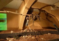 argentavis