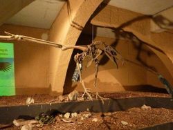 Fakta Burung Raksasa yang Pernah Menghuni Bumi