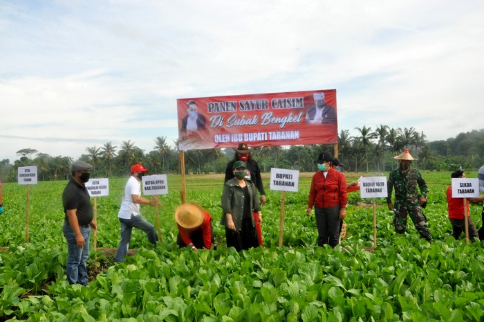 Bupati Tabanan Ni Putu Eka Wiryastuti memanen Sayur Sawi Hijau dari petani di tengah pandemi. Sayuran itu pun langsung disumbangkan untuk masyarakat Tabanan yang terdampak Corona.