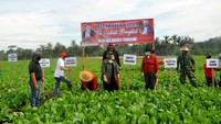 Bupati Tabanan Bali, Ni Putu Eka Wiryastuti menghadiri hari panen raya di Desa Bengkel pada Rabu (27/5). Pada acara tersebut Bupati Eka memborong 10 ton sayur sawi hijau. Gerakan ini dilakukan untuk membantu petani keluar dari kesulitan di tengah pandemi corona. dok. Humas Tabanan