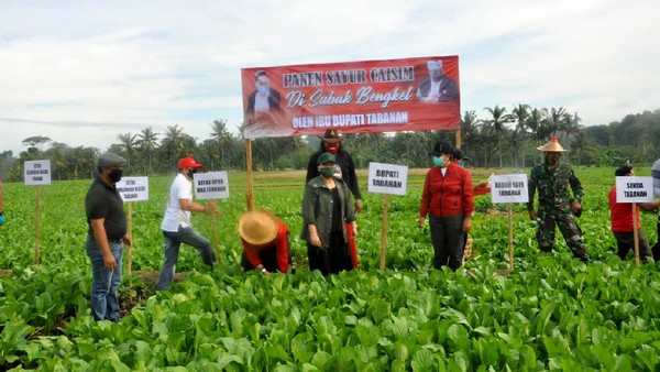 Borong Hasil Panen di Tengah Pandemi Demi Petani