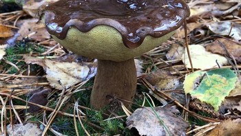 Jamur dengan toping lelehan coklat? (Foto: Brightside)