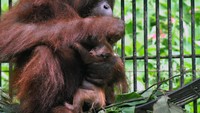 Bayi orang utan yang diberi nama Fitri itu pun kini sudah mulai dirilis dan diperkenalkan mulai berinterkasi di kandang Taman Safari Indonesia, Bogor, Jawa Barat.