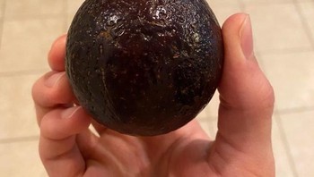 Jika biasanya buah alpukat lonjong panjang, tapi ini bulat. (Foto: Brightside)