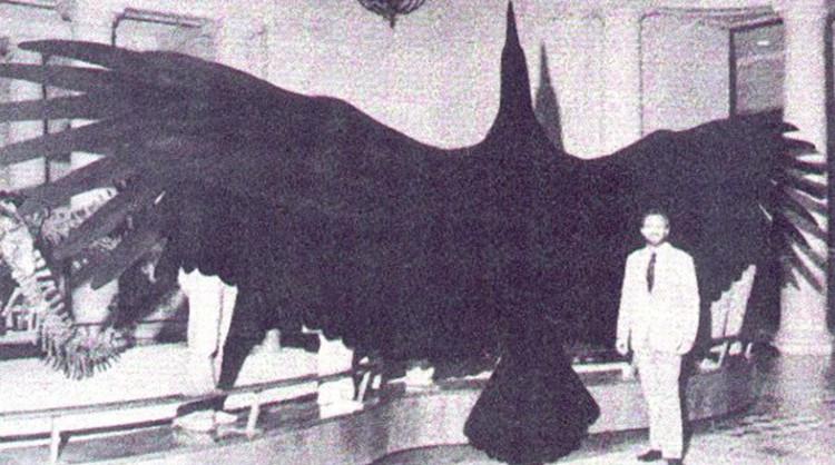 argentavis argentavis