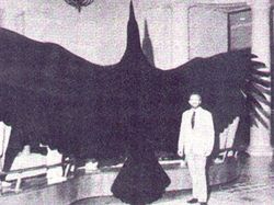 Fakta Burung Raksasa yang Pernah Menghuni Bumi