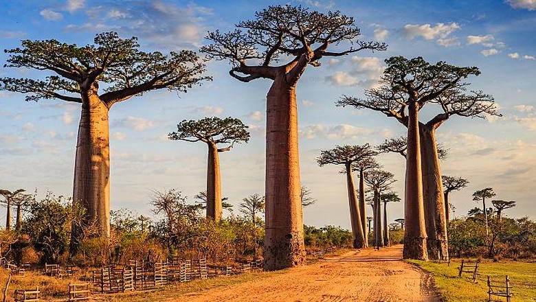9 Alasan Madagaskar Jadi Destinasi Wisata Paling Menarik di Dunia Madagaskar bisa dimasukkan ke dalam daftar tempat yang harus dikunjungi ketika masa pandemi selesai. Karena di negara ini banyak hal menarik di dalamnya.