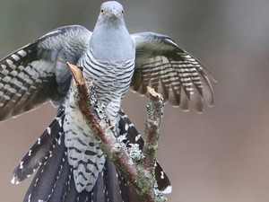Burung Ini Terbang Sejauh 12.000 Km dan Lintasi 16 Negara, Ilmuwan Terpukau