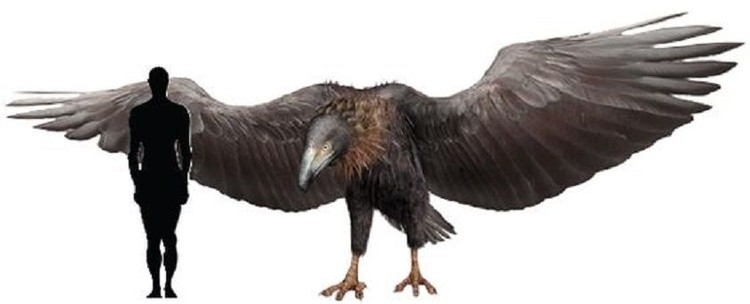 argentavis argentavis