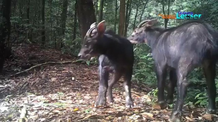 kambing hutan sumatera