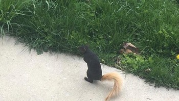 Seekor tupai yang punya ekor berwarna pirang. (Foto: Brightside)