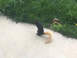 Potret Fenomena Alam yang Lucu dan Membingungkan