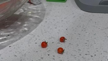 Buah tomat dengan ukuran super mini. (Foto: Brightside)