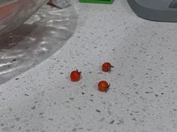 Potret Fenomena Alam yang Lucu dan Membingungkan