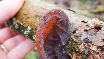 Jamur kuping yang sungguhan menyerupai kuping manusia. (Foto: Brightside)