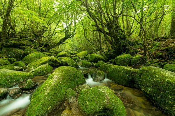 Yukushima juga memiliki beragam jenis flora yang sebagian besar berusia 1.000 hingga 2.000 tahun. Gambaran ini menjadikannya seolah seperti hutan di dunia ajaib. (Foto: iStock) Yukushima juga memiliki beragam jenis flora yang sebagian besar berusia 1.000 hingga 2.000 tahun. Gambaran ini menjadikannya seolah seperti hutan di dunia ajaib. (Foto: iStock)