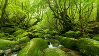 Yukushima juga memiliki beragam jenis flora yang sebagian besar berusia 1.000 hingga 2.000 tahun. Gambaran ini menjadikannya seolah seperti hutan di dunia ajaib. (Foto: iStock)