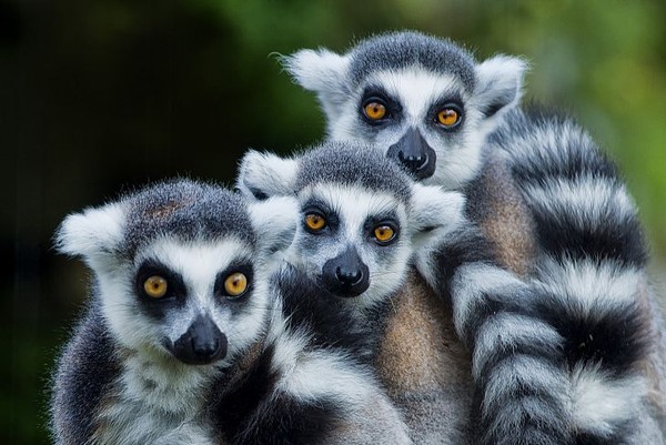 Madagaskar mungkin paling terkenal dengan lemur ekor cincin yang khas, satu dari tiga puluh dua spesies lemur, semuanya hanya bisa ditemukan di Madagaskar dan pulau-pulau kecil di sekitarnya. Madagaskar juga merupakan rumah bagi sejumlah spesies unik lainnya. Sekitar 75% satwa liar Madagaskar tidak hidup di tempat lain di dunia. Tertarik berkunjung kesana? Istimewa/Vaclav Sebek/Shutterstock via worldatlas.com Madagaskar mungkin paling terkenal dengan lemur ekor cincin yang khas, satu dari tiga puluh dua spesies lemur, semuanya hanya bisa ditemukan di Madagaskar dan pulau-pulau kecil di sekitarnya. Madagaskar juga merupakan rumah bagi sejumlah spesies unik lainnya. Sekitar 75% satwa liar Madagaskar tidak hidup di tempat lain di dunia. Tertarik berkunjung kesana? Istimewa/Vaclav Sebek/Shutterstock via worldatlas.com
