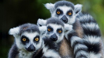 Ini 9 Alasan Madagaskar Jadi Destinasi Wisata Menarik di Dunia