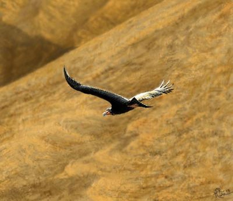 argentavis argentavis