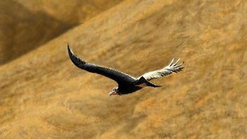 Sesuai dengan namanya, Argentavis magnificens secara harfiah berarti burung Argentina yang luar biasa. Foto: Deviantart.com